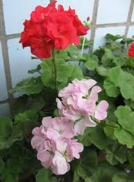 Sardunya yatak odası takımı ürünümüz artık üretilmemektedir. Tohumlardan Sardunyalar Nasil Yetistirilir Evde Tohumdan Sardunyalar Nasil Yetistirilir Fide Bakimi