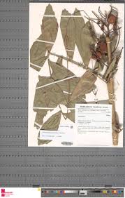 Image result for Eremospatha haullevilleana