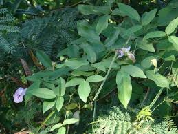 Image result for Centrosema