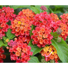 Maybe you would like to learn more about one of these? Tanaman Hias Bunga Lamtana Bunga Cantik Terbaru Agustus 2021 Harga Murah Kualitas Terjamin Blibli