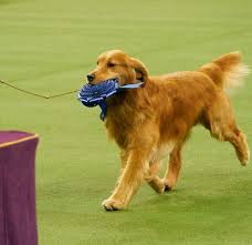 It's super important to give your golden retriever the health checks they need to you simply don't know as much about your new dog's history as you would if you purchased directly from a trusted breeder. Grand Champion Canine Good Citizen Daniel The Golden Retriever