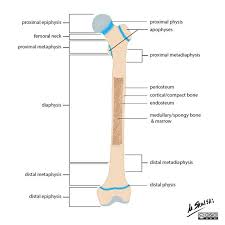 Long bone diagram unlabled manual e books. Figure 1 Bone Terminology Diagram Anatomy Longbone Grepmed