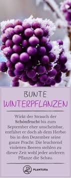 Bunte Winterpflanzen Schonfrucht Einen Einzigartigen Anblick Im Winter Liefern Uns Die Lila Beeren Der Schonfruc Winterpflanzen Pflanzen Winterharte Pflanzen