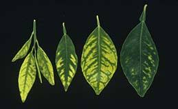 Image result for Zinc Deficiency