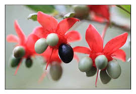 Image result for Ochna kirkii