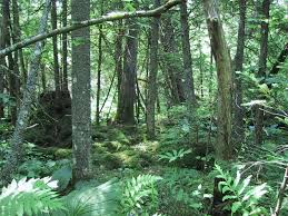 This species grows from maine along the appalachians and westward through the northern part of the great lake states. Northern White Cedar Swamp Guide New York Natural Heritage Program