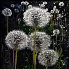 Pin By Alie Beijert On Dandelions Dandelion Flower Beautiful Flowers Dandelion Wish