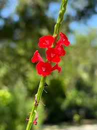 Image result for Stachytarpheta