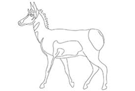 Pronghorn antelope coloring page is up on etsy! Ncc Colouring Pages