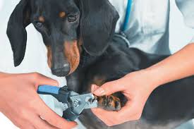 how to trim dog nails safely