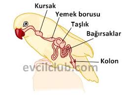 Muhabbet Kusu Sut Misir Yer Mi Muhabbet Kusu Forumu Muhabbetkusu Com Tr