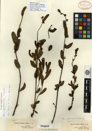 Image result for Artabotrys likimensis