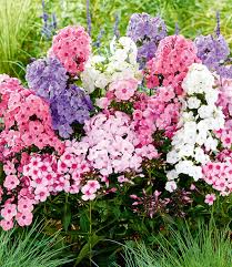 Gartenfreunde finden in einer gärtnerei vor ort sowie im baumarkt passende kostenloser newsletter. Phlox Mix Sweet Summer Top Qualitat Baldur Garten