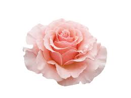 An Entry From Transparent Flowers Powered By Tumblr Com Transparent Flowers Tumblr Flower Yellow Rose Flower