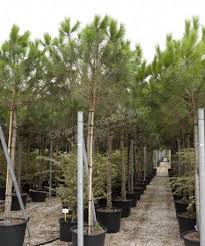 Mittelmeer pinie pinus pinea wissenswertes: Pinus Pinea Sortimentsubersicht Pinus Pinea Pinus Pinea Spezialist