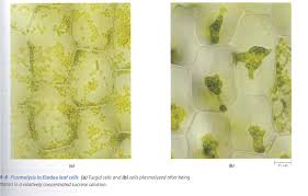 Plant cells are the basic unit and building blocks of life in organisms of the kingdom plantae. Sfcc Biology 160 Documents