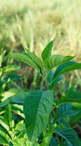 Image result for Vernonia adoensis