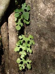 Image result for Peponium