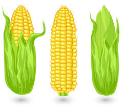 How long does cooked corn on the cob last in the freezer? Corn Basics New Canaan Ct Patch