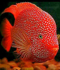 Pin By Naomi Mendoza On Tropical Fish Pet Fish Sea Fish Beautiful Sea Creatures