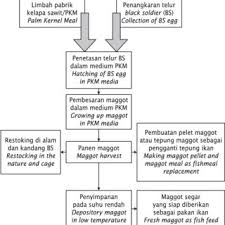 Cara budidaya maggot bsf hemat pakan ternak how to bsf cultivate saving livestock feed. Diagram Of Maggot Production Download Scientific Diagram