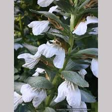 Image result for Aeollanthus repens