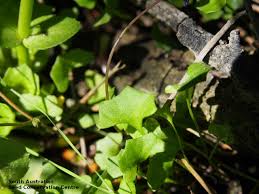 Image result for Viola eminii