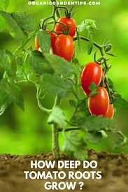 Save up to 10% on garden supplies, plants, pest control & more at gardens alive®. How Deep Do Tomato Roots Grow In 2021 Growing Tomato Plants Tomato Growing Tomatoes