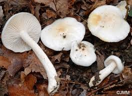 Hygrophorus cossus is a species of fungus in the genus hygrophorus. Hygrophorus Cossus