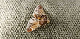 If you're persistent, your moth problem should ease up over time. How To Get Rid Of And Prevent Moths Oversixty