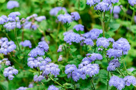 With its royal symbolism, shades of purple are sure to add some elegance to your garden! Best Shrubs With Purple Flowers
