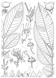 Image result for Eriocoelum