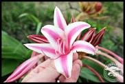 Image result for Crinum stuhlmannii