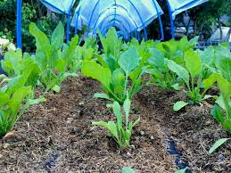 Rich in complex b vitamins, as well as vitamins k, a about 1″ of water per week is ideal for spinach, but in slightly warmer weather you may want to bump that to 1.5″. Spinach Plant Spacing Top Tips For Best Growth