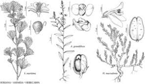 Image result for Suriana maritima