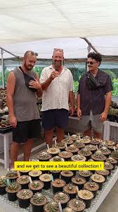 Image result for Kotschya carsonii