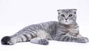 Untuk menjaga daya tahan tubuh si kucing, tidak hanya pemberian makanan yang bergizi saja yang perlu dilakukan. Jenis Kucing Scottish Fold Harga Terbaru Cara Merawat Kucingklik Com