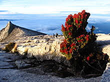 Contextual translation of gunung kinabalu into english. Kinabalu Park Wikipedia
