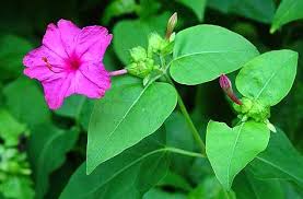 The roots form tubers that may be dug up and stored over the winter. Four O Clock Mirabilis Jalapa Organically Grown Flower Seeds Floral Encounters