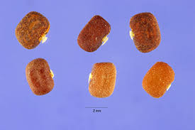 Image result for Neonotonia