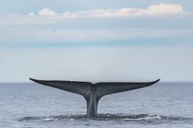 The best whale shark watching months are from june to september. Baja California In Mexiko Whale Watching Der Extraklasse