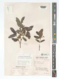 Image result for Mascarenhasia