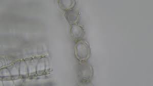 Image result for Thesium fimbriatum