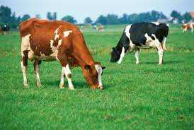 Two Cows Grazing Herbivorous Animals Cow Animals