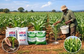 Urea for maize in an acre and hectare ...
