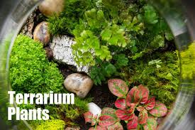 90 list list price $22.99 $ 22. Best Terrarium Plants For Your Little Garden Under Glass