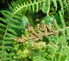 Image result for Hymenocardia ulmoides