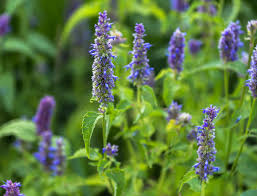 Decryptage D Une Plante Meconnue L Agastache Deco Idees