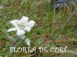 Sănătate & frumusețe • deschis acum. Floarea De Colt The Rock Flower Edelweiss Youtube