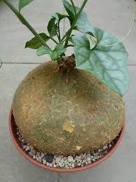 Image result for Gerrardanthus lobatus